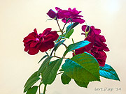 rose_show_1_small